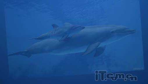 Photoshop将真实海豚照片制作成可爱的卡通海豚图片