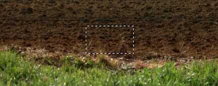 PS教你打造超现实主义作品：长在身上的树