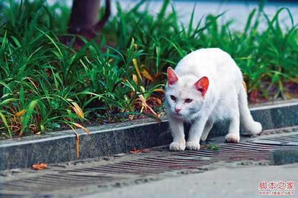 新手必学拍摄时数位单眼相机该如何对焦?