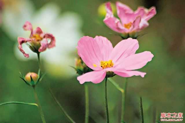 新手必学拍摄时数位单眼相机该如何对焦?