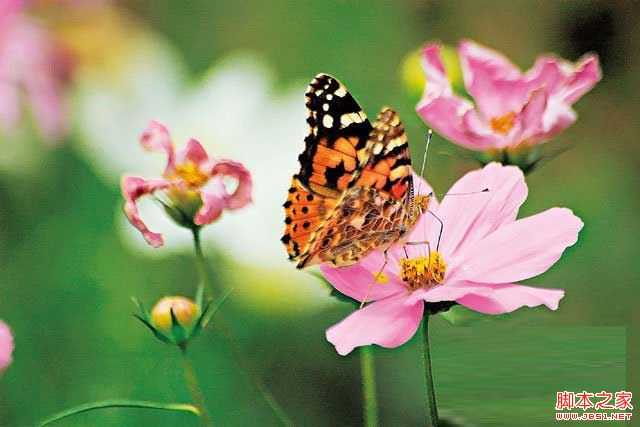 新手必学拍摄时数位单眼相机该如何对焦?