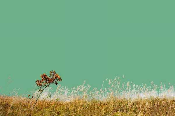 Photoshop巧用通道抠图完美抠出秋季芦苇丛教程