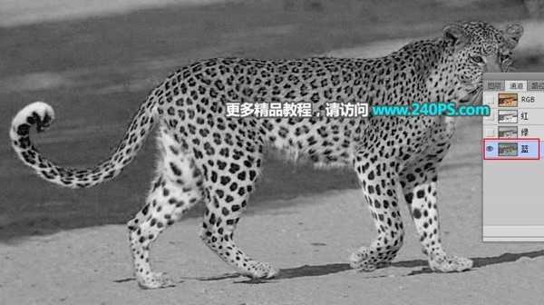 Photoshop巧用钢笔+通道工具快速抠出草原上的花豹并更换背景教程